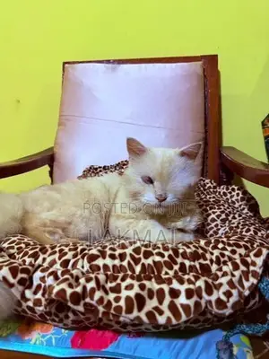 Persian Cat