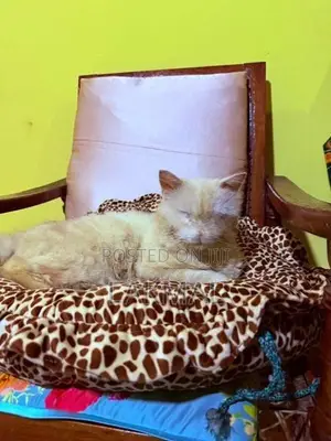 Persian Cat