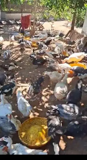 வாத்து