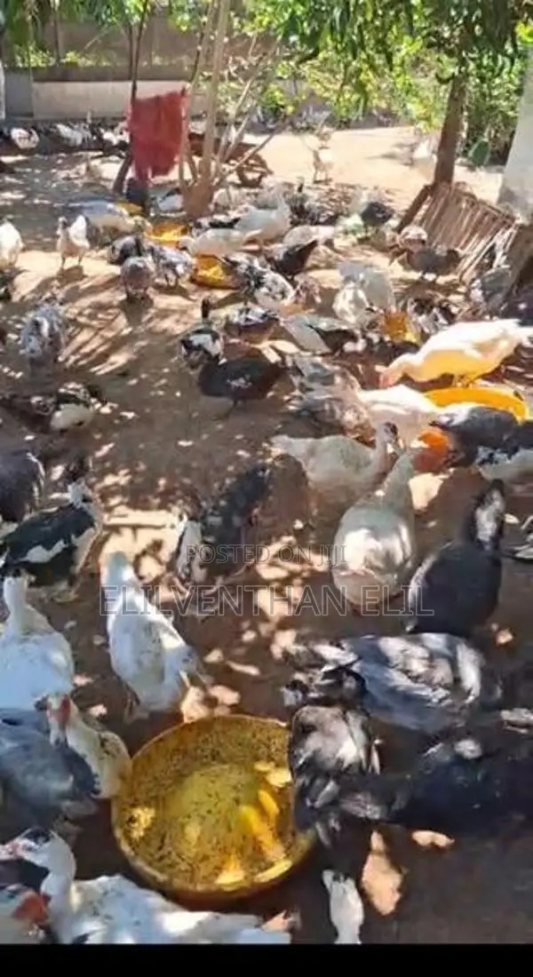 வாத்து