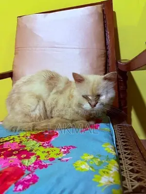 Persian Cat