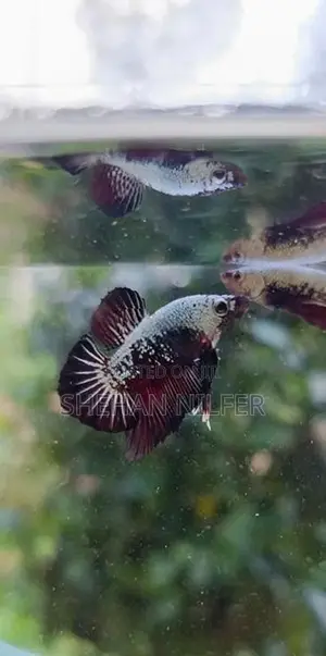 Betta Fish