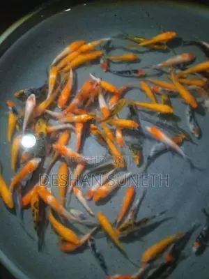 Carp Fish