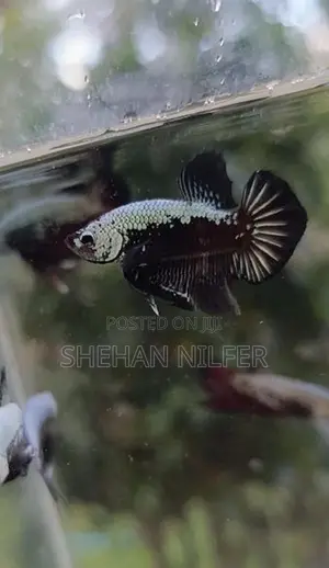 Betta Fish