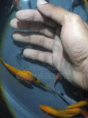 Carp Fish