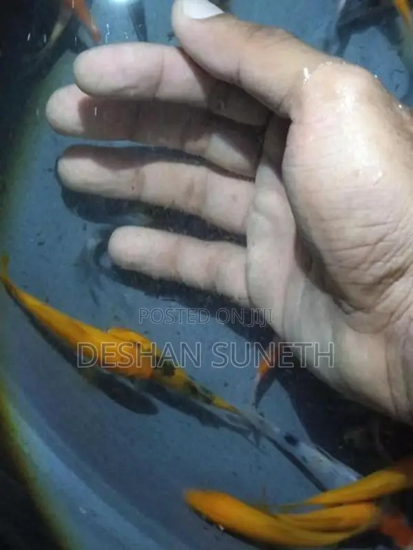 Carp Fish
