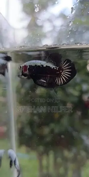 Betta Fish