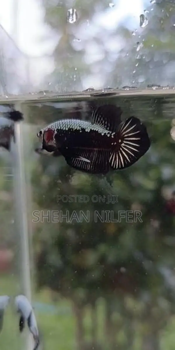 Betta Fish