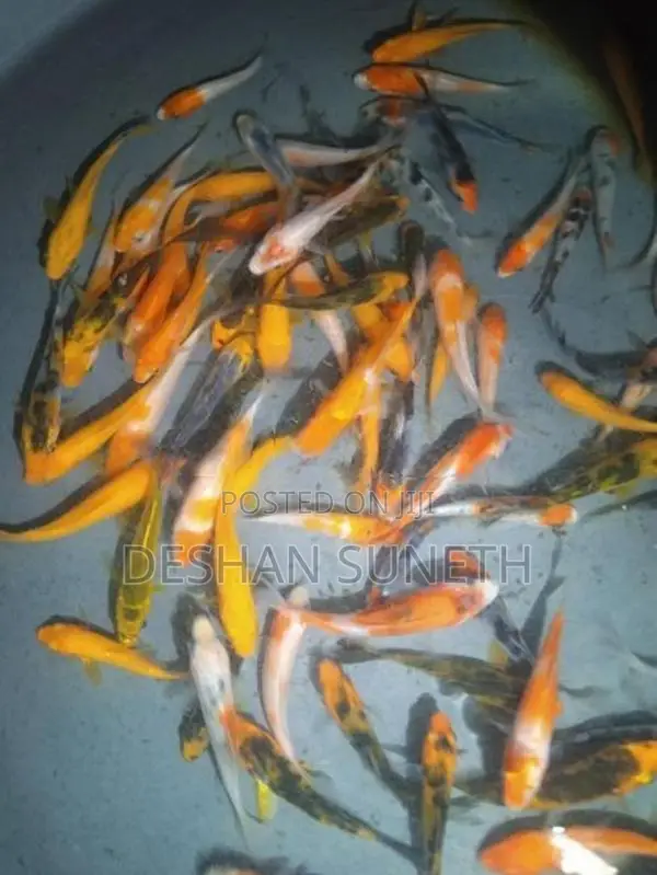 Carp Fish