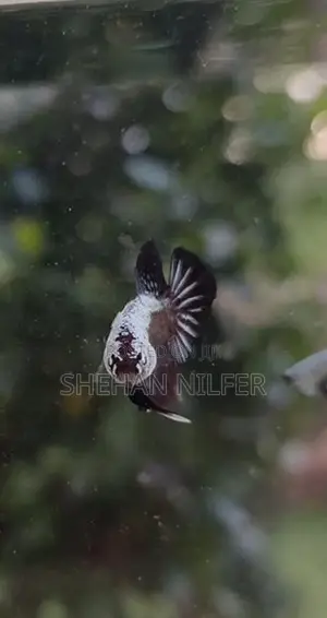 Betta Fish
