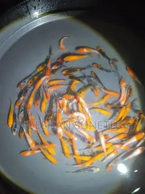 Carp Fish