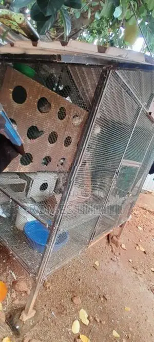 Cage with Pigeons