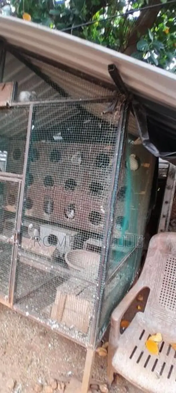Cage with Pigeons