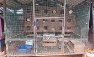 Cage with Pigeons