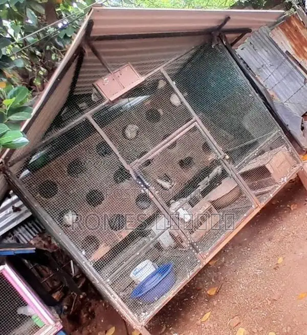 Cage with Pigeons