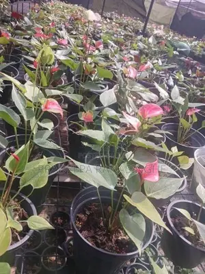 ඇන්තූරියම් මල් පැළ