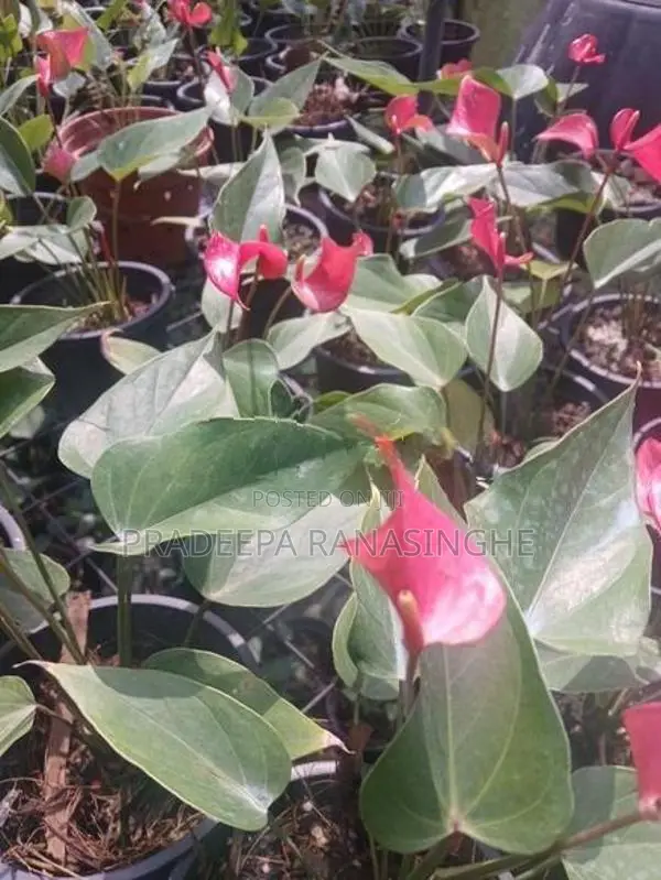 ඇන්තූරියම් මල් පැළ