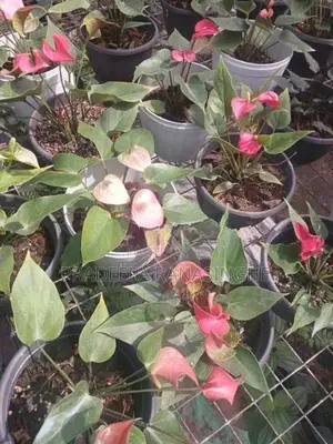 ඇන්තූරියම් මල් පැළ
