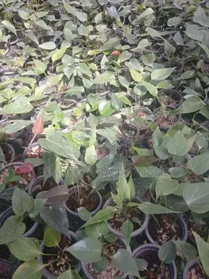 ඇන්තූරියම් මල් පැළ