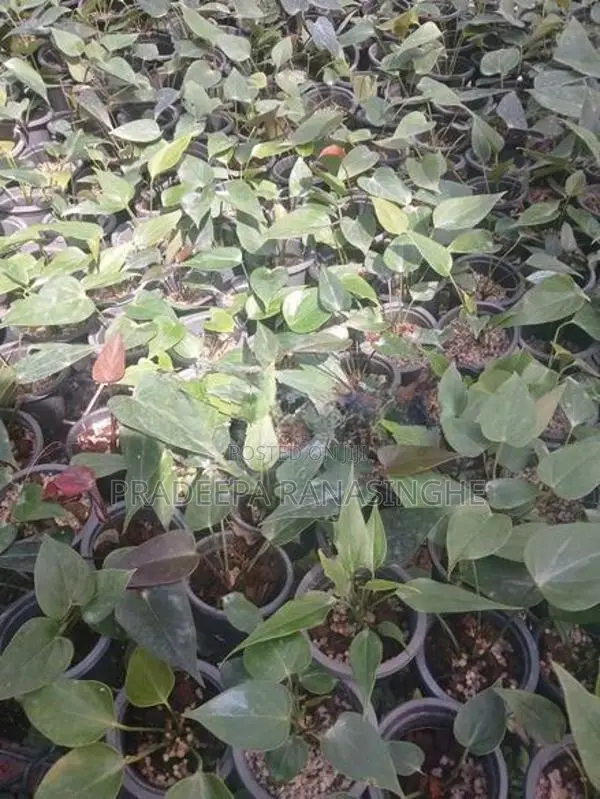 ඇන්තූරියම් මල් පැළ