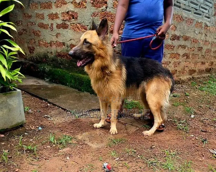 German Shepherd Male