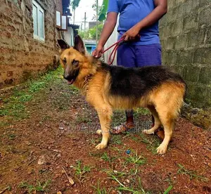 German Shepherd Male