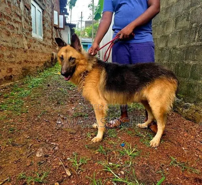 German Shepherd Male
