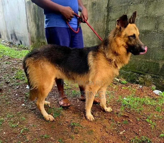 German Shepherd Male