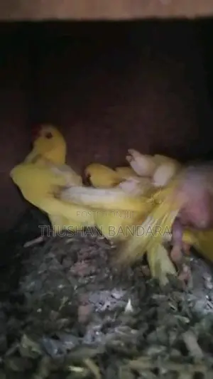 Ringneck Chicks