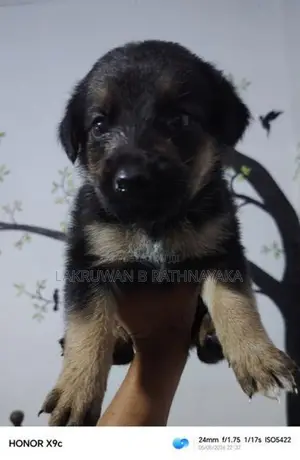 Rottweiler Mix Shepherd Puppy