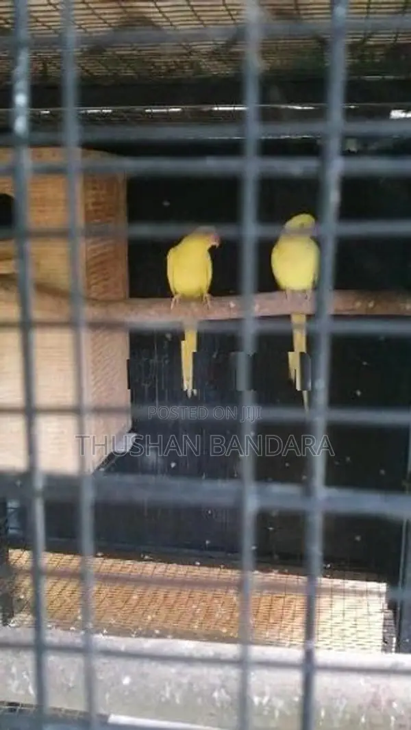 Ringneck Chicks