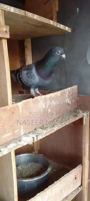 Pigeon