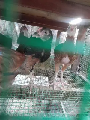 3 Month Chick