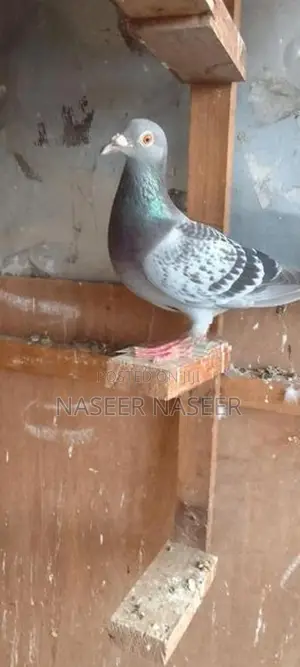 Pigeon