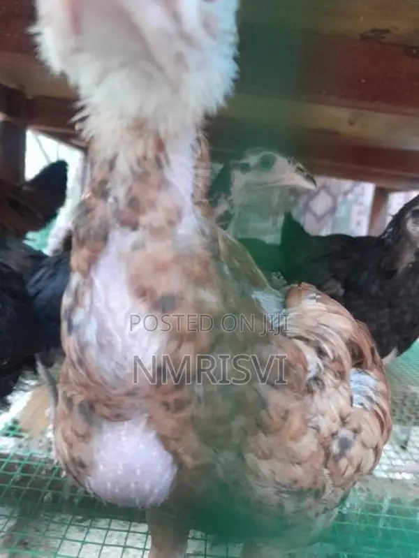 3 Month Chick