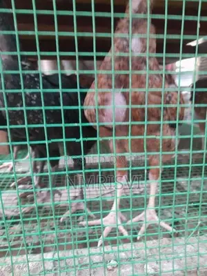 3 Month Chick