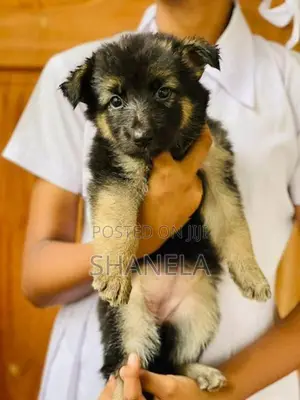 German Shepherd Puppies