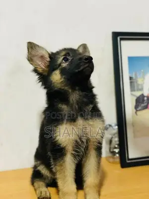 German Shepherd Puppies