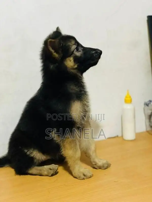 German Shepherd Puppies