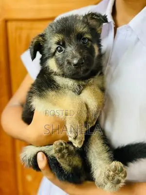 German Shepherd Puppies
