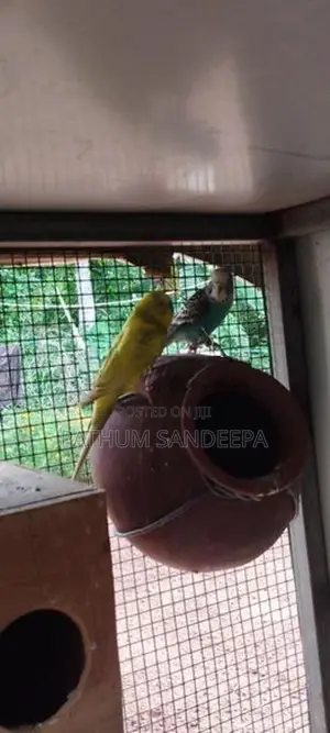 Love Birds