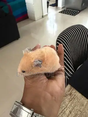 02 Syrian Hamsters with cage