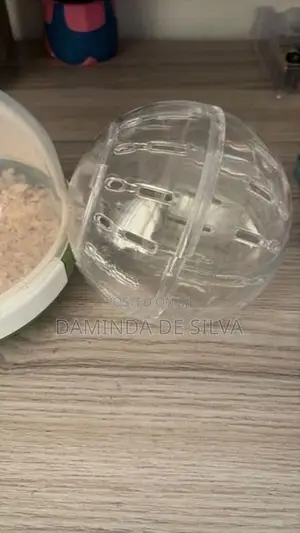 02 Syrian Hamsters with cage