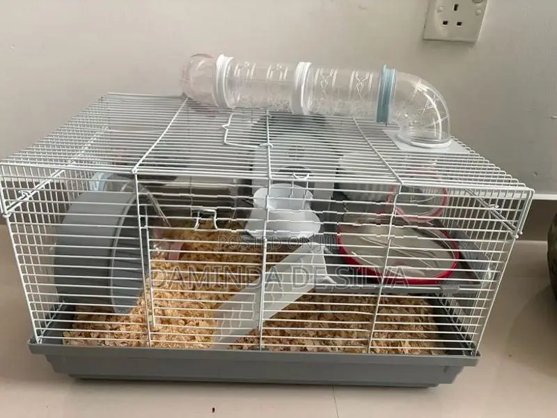 02 Syrian Hamsters with cage
