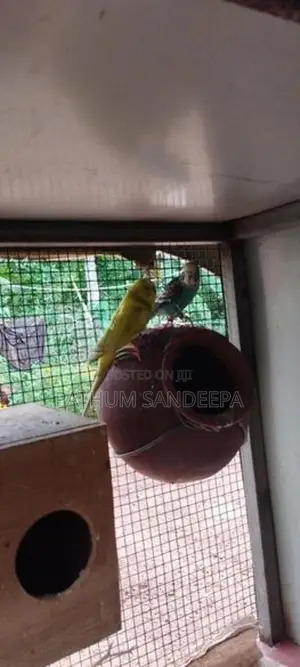 ලවු බඩ් ජෝඩුව