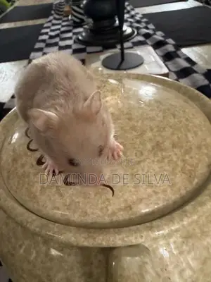 02 Syrian Hamsters with cage