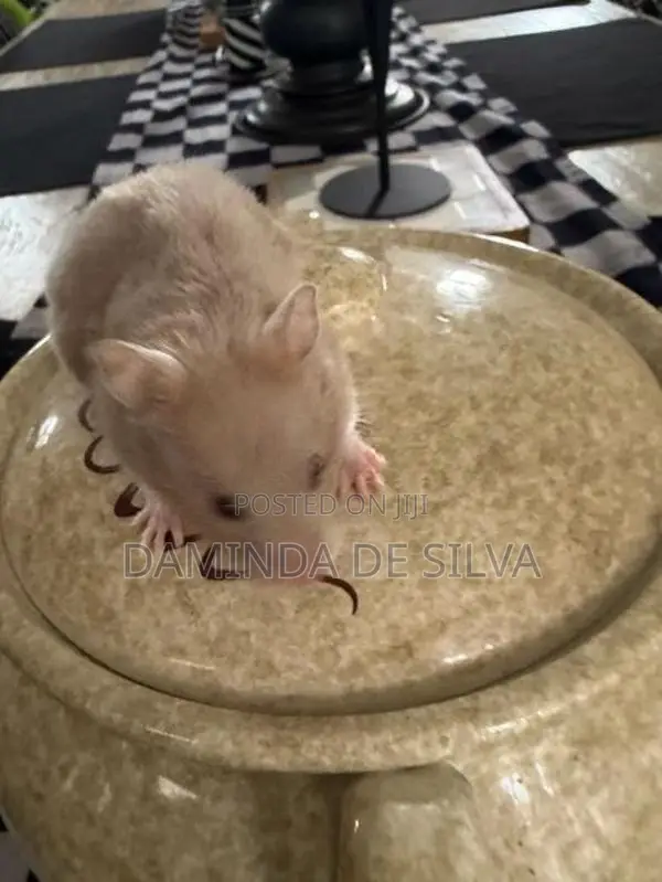02 Syrian Hamsters with cage