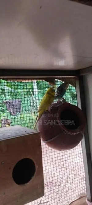 ලවු බඩ් ජෝඩුව