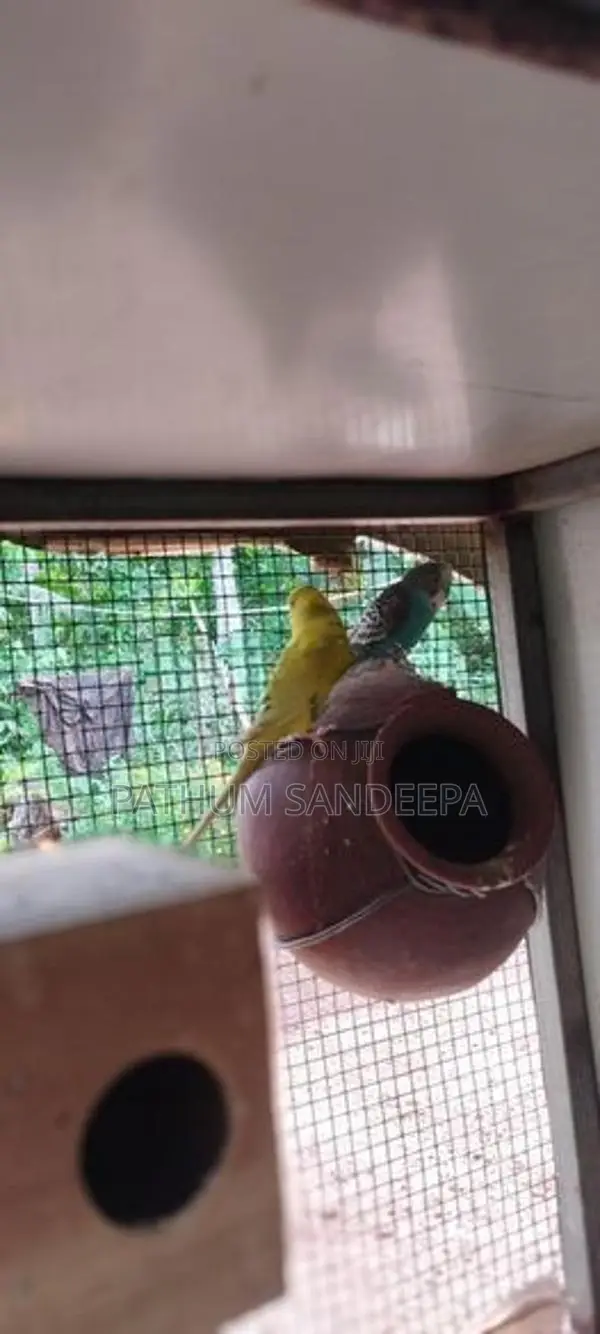 ලවු බඩ් ජෝඩුව