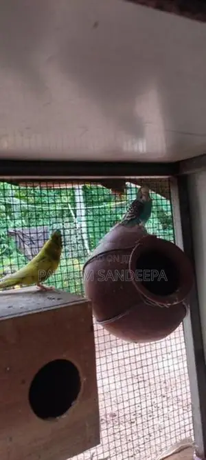 ලවු බඩ් ජෝඩුව